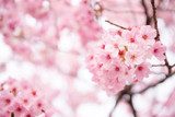 Pink Cherry blossom 