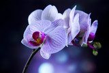 Beautiful orchids 