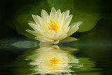 Yellow lotus blossom with reflection 