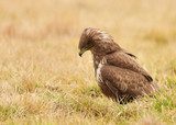 common buzzard 