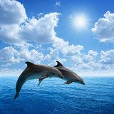 Dolphins jumping 