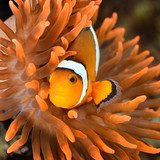 clownfish in marine aquarium 
