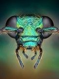 Extreme sharp and detailed view of green metallic bug 