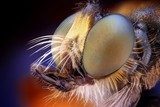 Extreme sharp and detailed view of Robber fly head 