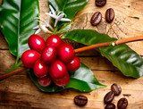 Coffee Plant. Red coffee beans on a branch of coffee tree 