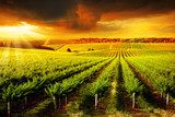 Stunning Vineyard Sunset 