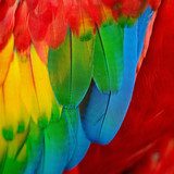 Kolorowa papuga tęczowa