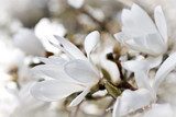 Nostalgiczna biała magnolia