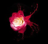 Różana eksplozja koloru