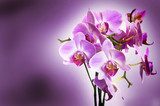 Orchidee w kwiecistym uścisku