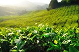 Tea Plantation on the Hill at Cameron Highlands, Malaysia 