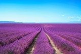Lavender flower blooming fields on sunset. Valensole provence 