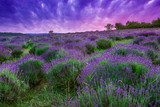 Sunset over a summer lavender field in Tihany, Hungary 