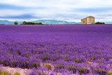 Lavender field in the South of France 