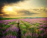 Meadow of lavender. 