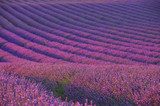 Lavendelfeld - lavender field 04 