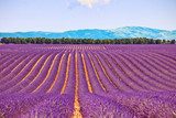 Lavender flower blooming fields and trees row. Valensole, Proven 