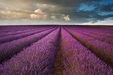 Beautiful lavender field landscape with dramatic sky 