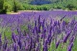 Lavendelfeld - lavender field 106 