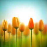Spring background with tulips 
