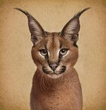 Caracal, 6 months old, in front of brown background 
