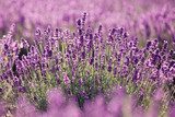 Purple lavender flowers in the field 