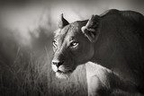 Lioness stalking 