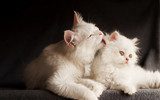 Two Persian cats, mother licking cub 