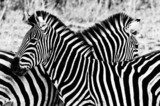 Zebras in Kruger National Park, South Africa 