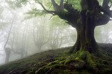 foggy forest with mysterious trees with twisted roots 