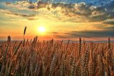 Sunset over wheat field 