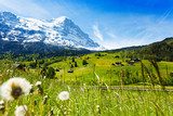 Blooming flowers with beautiful Swiss landscape 