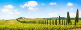 Beautiful landscape with vineyard, Chianti, Tuscany, Italy 