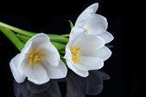 Beautiful bouquet of white tulips isolated on black 