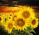 sunflowers on a field and sunset 