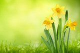 Daffodil flowers 