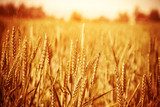 Golden wheat field 