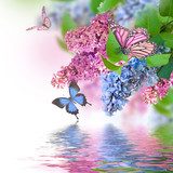 Branch of lilac blue and pink butterfly and water 