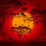 African sunset 