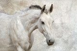 Portrait of beautiful white horse against the wall 