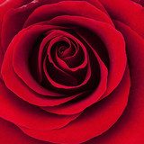 passionate rose 