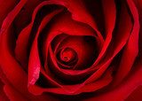 Beautiful close up of red rose 