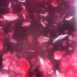 valentine  background with falling red rose petals on black bg 