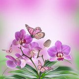 Floral background of tropical orchids and  butterfly 