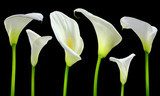 Beautiful white Calla lilies on black background 