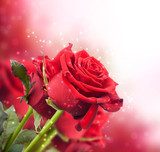 background with red roses 