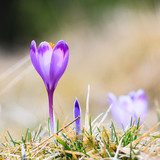 Blooming violet crocuses, spring flower 