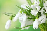 beautiful snowdrops on green background 