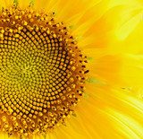 Closeup of sunflower 