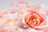 pink rose flower and petals over white background 